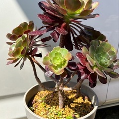 アエオニウム　カシミアバイオレット　観葉植物　多肉植物