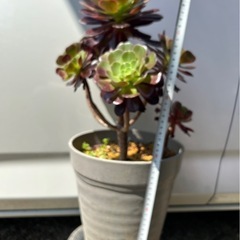 アエオニウム　カシミアバイオレット　観葉植物　多肉植物の画像