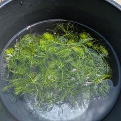水草 ウィローモス＋浮草＋マツモの画像