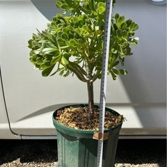 アエオニウム　サンシモンカナリエンシス　観葉植物　多肉植物の画像