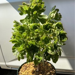 アエオニウム　サンシモンカナリエンシス　観葉植物　多肉植物