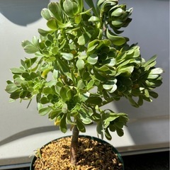 アエオニウム　サンシモンカナリエンシス　観葉植物　多肉植物の画像