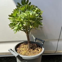 アエオニウム　サンシモンカナリエンシス　多肉植物　観葉植物の画像