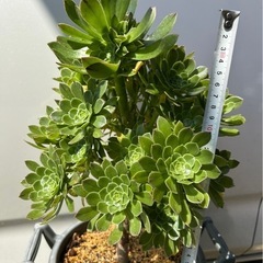 アエオニウム　サンシモンカナリエンシス　多肉植物　観葉植物