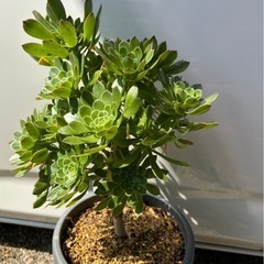 アエオニウム　サンシモンカナリエンシス　多肉植物　観葉植物の画像