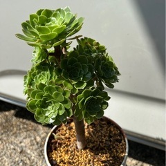 アエオニウム　サンシモンカナリエンシス　多肉植物　観葉植物の画像