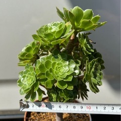 アエオニウム　サンシモンカナリエンシス　多肉植物　観葉植物