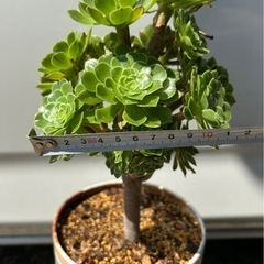 アエオニウム　サンシモンカナリエンシス　多肉植物　観葉植物の画像