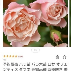  バラ　ダフネ蕾付き の画像