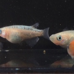終了⭐️王華系ダルマ⭐️ 2ペアの画像