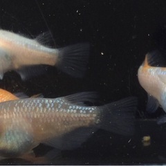 終了⭐️王華系ダルマ⭐️ 2ペアの画像