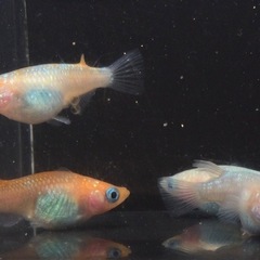終了⭐️王華系ダルマ⭐️ 2ペアの画像