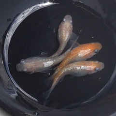 終了⭐️王華系ダルマ⭐️ 2ペアの画像