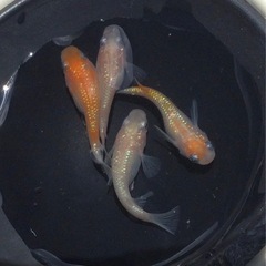 終了⭐️王華系ダルマ⭐️ 2ペアの画像