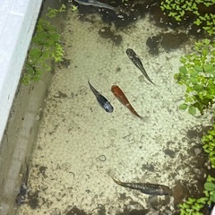 月の響き5匹　王華１匹　メダカ　ラメメダカ