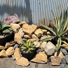 ロックガーデン　ドライガーデン　観葉植物　お洒落　ガーデニング　サビ石　イエローストーン　150〜300サイズの画像