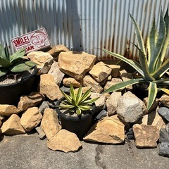ロックガーデン　ドライガーデン　観葉植物　お洒落　ガーデニング　...