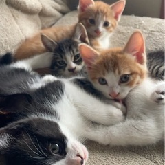 生後2ヶ月の子猫ちゃん里親募集