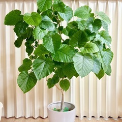 【無料】ウンベラータ（鉢付き）