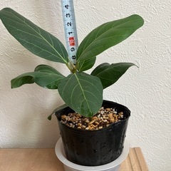 【観葉植物】ベンガレンシス　挿し木苗