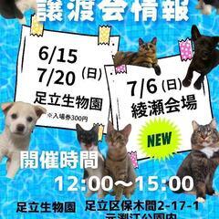 🐱老若男女猫様集合！けだまも保護猫譲渡会🐱
