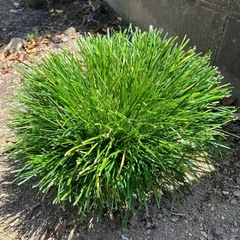 リュウノヒゲ　