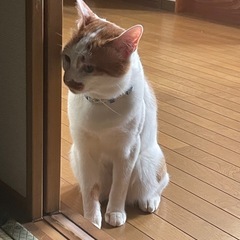 ジャパニーズボブテイル