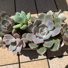 多肉植物　寄植え