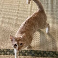 茶トラ♂去勢済み　飼主自宅から行方不明　情報提供求
