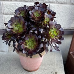 多肉植物　アエオニウム  
黒法師抜き苗
