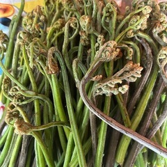 わらび　山菜の画像