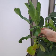 子宝草の画像