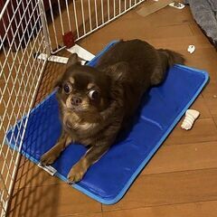【 新品 犬 猫 用 】 ひんやりマット クールマット 自然に冷...