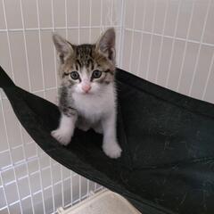 🐱老若男女猫様集合🐱けだまも譲渡会🐱