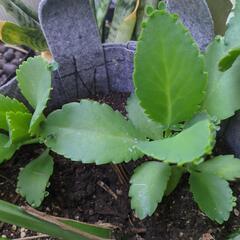子宝草の画像
