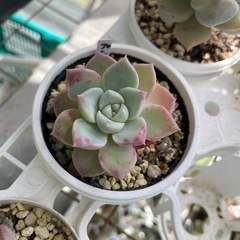 多肉植物　葉挿し苗🌱の画像