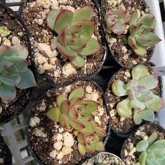 多肉植物　葉挿し苗🌱の画像