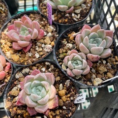 多肉植物　葉挿し苗🌱の画像