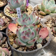 多肉植物　葉挿し苗🌱の画像