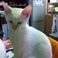 ６月下旬まで飼い主になってくれる方