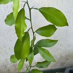 1鉢のみ⭐️夏蜜柑の苗の画像