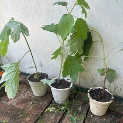 柏葉紫陽花 苗🌱　1鉢1000円🌸