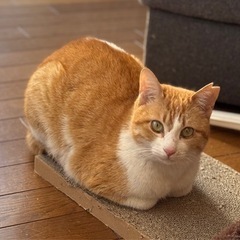 大人猫を家族に迎えようと考えておられる方♡