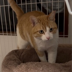 大人猫を家族に迎えようと考えておられる方♡ - 和泉市