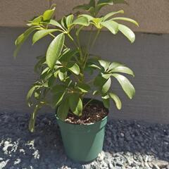 観葉植物◇カポック①