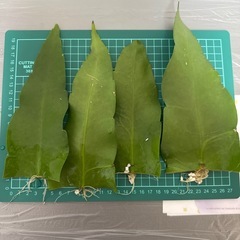 月下美人 小さい葉 観葉植物