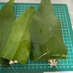 月下美人 小さい葉 観葉植物の画像