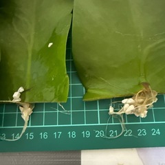 月下美人 小さい葉 観葉植物の画像