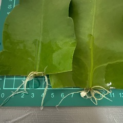 月下美人 小さい葉 観葉植物の画像