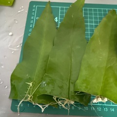 月下美人 小さい葉 観葉植物の画像